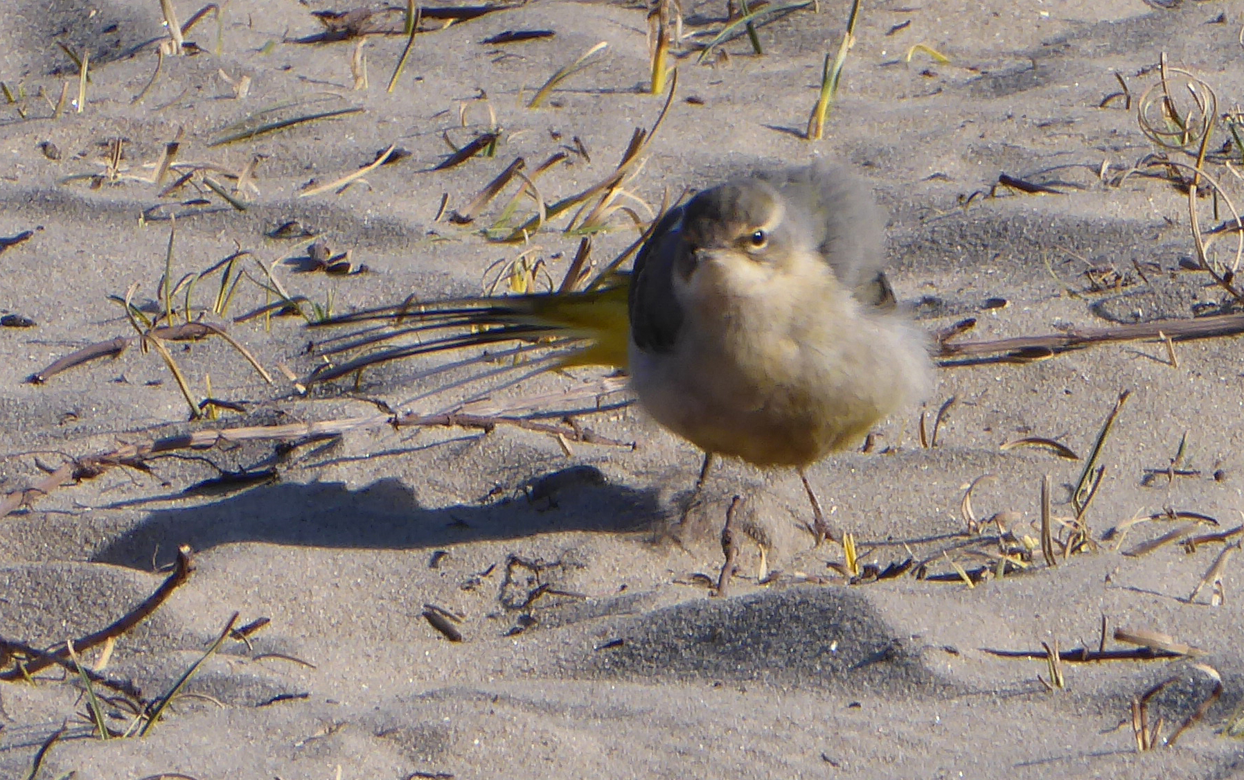 Hebben wij 25-2 in de Scheveningse duinen een (grote?) gele kwikstaart gezien?